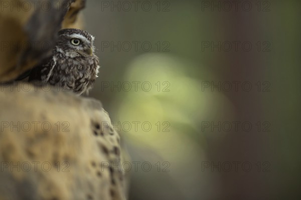 In the rock face... Little owl (Athene noctua), owl in its daytime hiding place, little owls are mainly active at dusk, they usually spend the day in their dens, well hidden in trees, walls, rock faces and more, mysterious picture, Germany, Western Europe