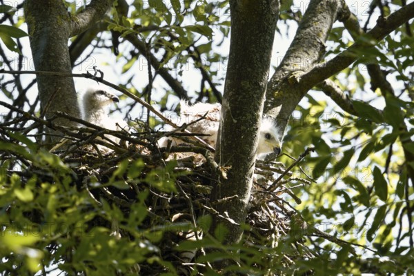 At the red kite nest... Red Kite (Milvus milvus), 2 young birds, nestlings in their nest in the treetops, North Rhine-Westphalia, Germany, Western Europe