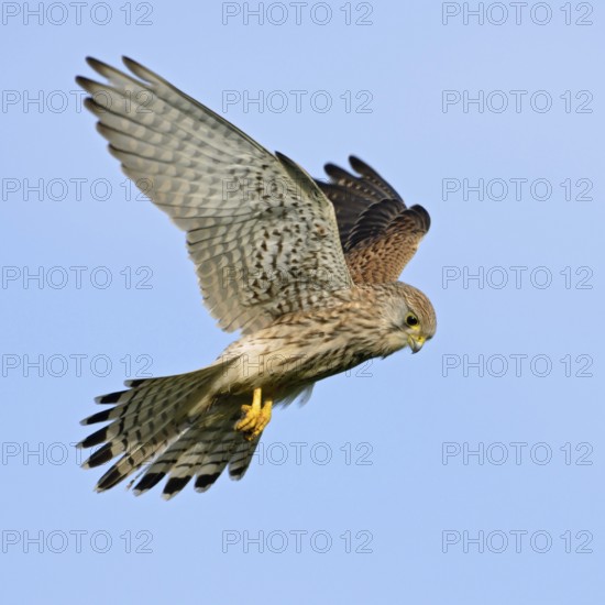 Shaking... Kestrel (Falco tinnunculus), also known as Rüttelfalke, relatively small, relatively common native bird of prey stands wing-flapping in the air, flies on the spot, hunts mice, native birdlife, wildlife, nature, Lower Rhine, North Rhine-Westphalia, Germany, Western Europe