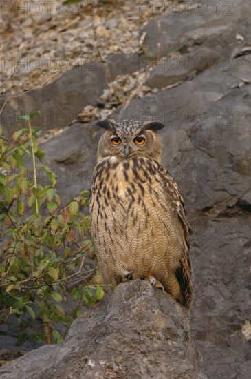 Beautiful fiery red eyes... European Eagle Owl (Bubo bubo), native owl in a quarry, typical white facial expression, direct gaze into camera, eye contact, North Rhine-Westphalia, Germany, Western Europe
