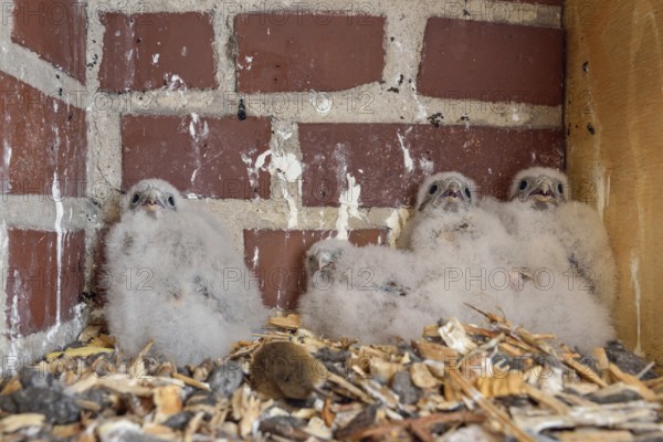 Offspring... Kestrels (Falco tinnunculus), young falcons, chicks, 4 young birds waiting in a nesting aid for feeding by adult birds, wildlife, Europe, Lower Rhine, North Rhine-Westphalia, Germany, Western Europe