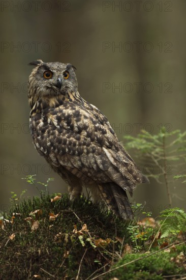 Our largest native owl... European Eagle Owl (Bubo bubo) sitting slightly elevated on a moss-covered tree stump in the forest, looking around, turning its head, rear view of the beautiful, richly textured, camouflage-coloured plumage, North Rhine-Westphalia, Germany, Western Europe