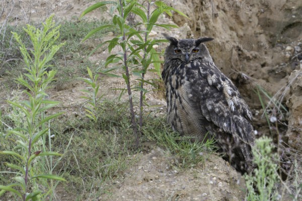 Attentively observing... European Eagle Owl (Bubo bubo), female adult bird relies on its camouflage in daytime hiding place, light dark patterned typical owl plumage, Lower Rhine, North Rhine-Westphalia, Germany, Western Europe