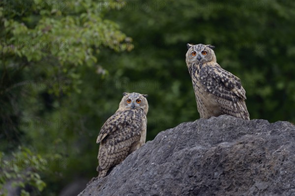 Late evening in the quarry... European eagle owl (Bubo bubo), two young eagle owls sitting on a large boulder, looking into the night, crepuscular and nocturnal owls, largest native owl, Lower Rhine, North Rhine-Westphalia, Germany, Western Europe