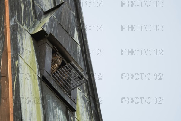 In the church tower... European eagle owls (Bubo bubo), pair of eagle owls, owls nesting in a nesting aid on a church in the centre of the city, both looking out, Lower Rhine, North Rhine-Westphalia, Germany, Western Europe