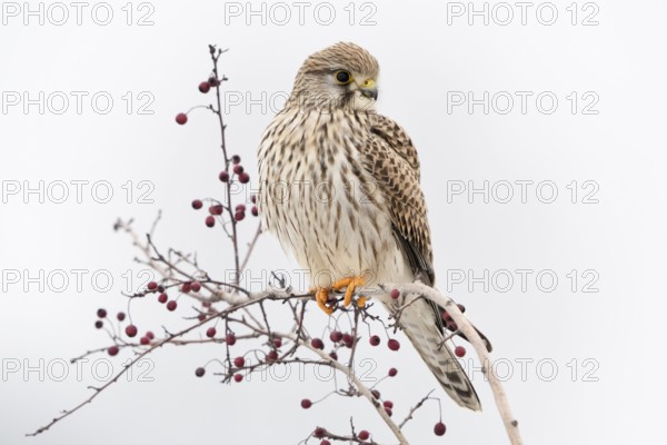 In winter... Kestrel (Falco tinnunculus), female adult bird on its perch, a bush with dry red berries, looks around, is hunting, common, generally known native bird of prey, Lower Rhine, North Rhine-Westphalia, Germany, Western Europe