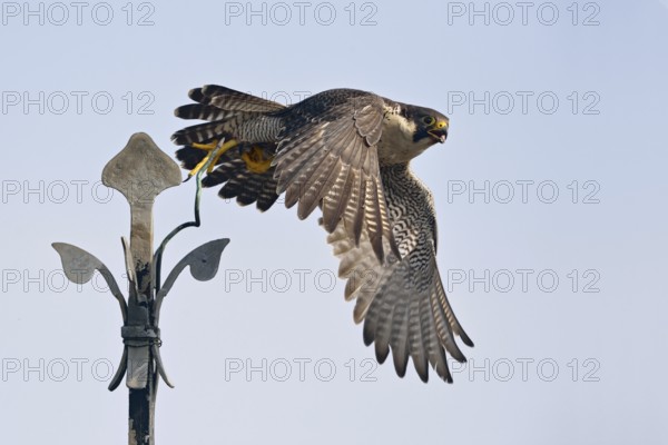 Encouraging development... Peregrine falcon (Falco peregrinus) flying from a church spire, nesting aids have created new breeding sites for peregrine falcons, so that the population has been able to recover almost everywhere, Lower Rhine, North Rhine-Westphalia, Germany, Western Europe