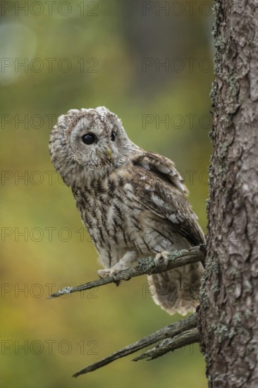 Attentive look to the side... Tawny owl (Strix aluco), sitting on the side branch of a conifer, looking watchfully, curiously around the trunk, clear picture in beautiful autumnal or summer colours, golden October, Germany, Western Europe