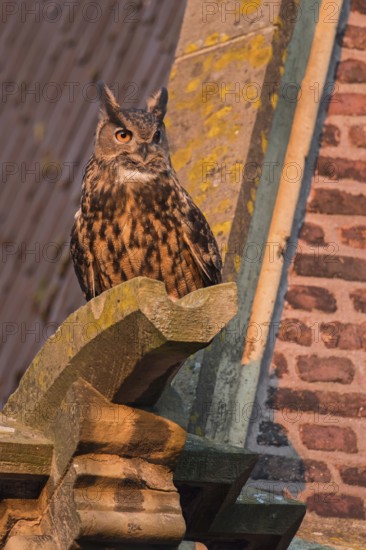 On the gargoyle... European eagle owl (Bubo bubo), attentive male, owl on the roof of a church in the evening light, eagle owl couple breeding in the middle of the city, Lower Rhine, North Rhine-Westphalia, Germany, Western Europe