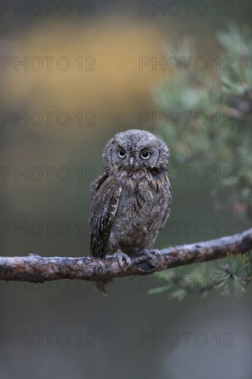 Little dwarf, tiny... Scops owl (Otus scops), after the pygmy owl the smallest European owl, loves open, relatively dry and warm habitats, looks funny, funny animal pictures, humour, Western Europe