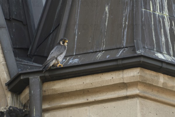 The tercel... Peregrine falcon (Falco peregrinus), male falcon on the roof of a church, typical, frequently observed situation, Lower Rhine, North Rhine-Westphalia, Germany, Western Europe