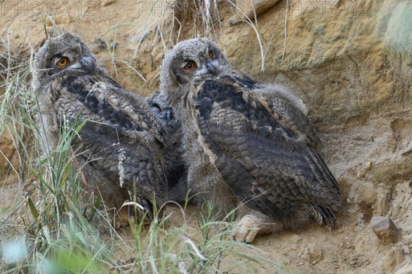 A little bit crooked... European eagle owl (Bubo bubo), two young birds, young eagle owls in their daytime hiding place in a sand pit in North Rhine-Westphalia look sceptically to the side, funny picture, Lower Rhine, North Rhine-Westphalia, Germany, Western Europe