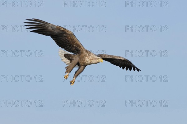 On approach... White-tailed eagle (Haliaeetus albicilla), probably the most impressive native bird of prey, imposing adult bird in flight against a blue sky, shortly in front of it reaches for prey or lands, wildlife, Mecklenburg-Western Pomerania, Germany, Western Europe