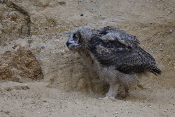 Stroller... European Eagle Owl (Bubo bubo), infantryman, young bird, branchling explores bored the closer environment around the breeding place, funny animal pictures, Germany, North Rhine-Westphalia, Western Europe