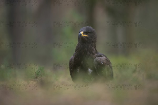 Rare vagrant in Europe... Steppe eagle (Aquila nipalensis), large dark bird of prey of the eagle genus, actual home deep in the east, in the steppes of Russia and parts of Asia