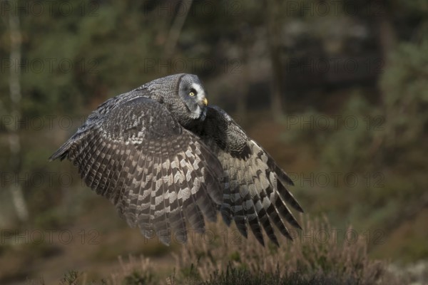 Impressive owl... Bearded Owl (Strix nebulosa) in flight over a forest clearing, through sparse, open forest, typical habitat, Scandinavia, Finland, Sweden, Northern Europe