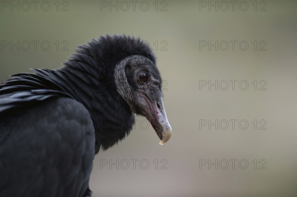 Scavenger... Raven vulture (Coragyps atratus), head portrait, detailed close-up, American, relatively small vulture, sociable species, often shown in western films, America