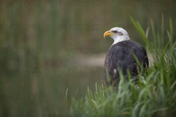 At the edge of the lake... Bald eagle (Haliaeetus leucocephalus), eagle sitting in the reeds at the edge of a body of water, impressive bird of prey, adult bird with the typical white head markings that give it its name, North America