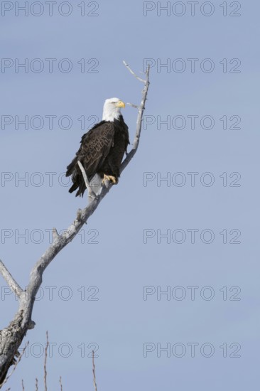 Bald eagle (Haliaeetus leucocephalus), adult bird, heraldic bird of the USA, sitting high up in a poplar tree in fine weather, wildlife, Yellowstone Valley, Montana, USA, North America, United States of America