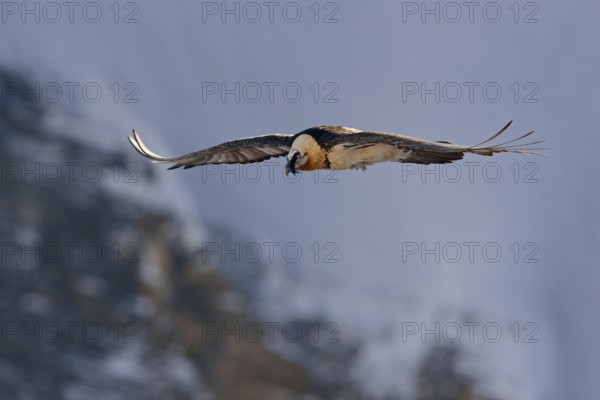In the last light... Bearded vulture (Gypaetus barbatus), in flight, largest bird native to the Alps, bird of prey, flying vulture uses thermals in front of a steep rock face for its energy-saving gliding flight, gliding flight, Valais, Switzerland, Western Europe