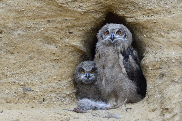 Tense looks... European eagle owl (Bubo bubo), young eagle owls in moulting, eagle owl nestlings, owls at the entrance to their breeding den in a sand pit sitting in front of the remains of a young nutrias, seem to be full, series animal children, funny animal pictures, humour, Lower Rhine, North Rhine-Westphalia, Germany, Western Europe