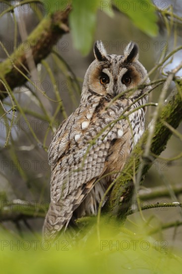 Hiding in a tree... Long-eared owl (Asio otus), more common native owl, mainly nocturnal, in its daytime hiding place, looks directly into the camera, eye contact, adult bird, North Rhine-Westphalia, Germany, Western Europe