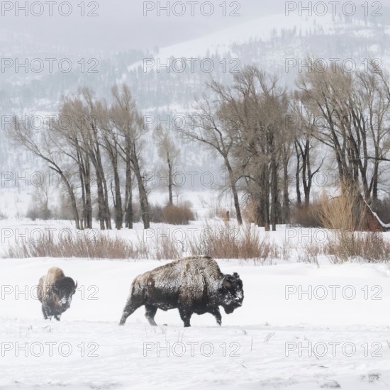 In the wide valley... American Bison (Bison bison) in winter, bison in the wide, snow-covered plateau of the Lamar Valley at a prominent location in Yellowstone NP, Montana, North America, United States of America