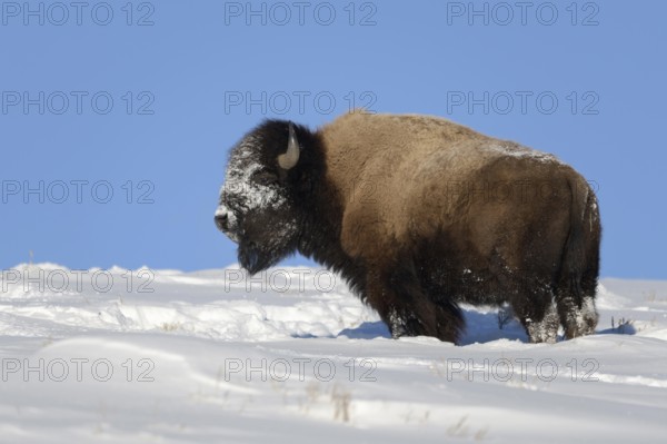 American Bison (Bison bison) in winter with beautiful clear weather and bright blue sky in high snow, snow-covered head due to foraging, bison clear the snow with their heads to reach the grasses below, helping other animals that would otherwise starve to death wildlife, Yellowstone NP, Wyoming, USA, North America, United States of America