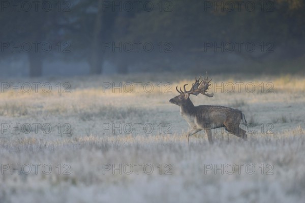 Early in the morning in the quarry... Fallow deer (Dama dama), capital fallow deer running across a frozen meadow in the forest at sunrise, North Rhine-Westphalia, Germany, Western Europe