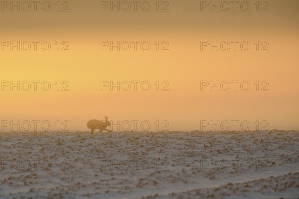 Atmospheric... European hare (Lepus europaeus) in winter, running against the light across a snow-covered field, atmospheric shot in the early morning in light fog, wildlife, North Rhine-Westphalia, Germany, Western Europe