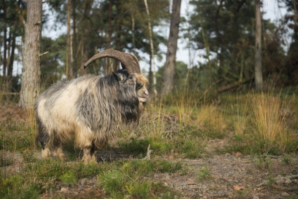 Landscape conservation... Dutch country goat (Nederlandse Landgeit), old goat breed, livestock breed, free-range goats are kept in some nature reserves, which help to keep the protected landscape open and free of unwanted vegetation by browsing, Netherlands, Western Europe