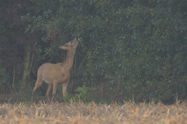 Young leaves and buds... Roe deer (Capreolus capreolus), young roebuck eating from a hedge in light morning mist, autumn mood, Lower Rhine, Rhine district Neuss, North Rhine-Westphalia, Germany, Western Europe