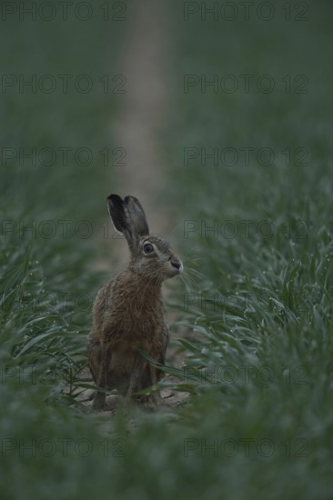 Critical look... European hare (Lepus europaeus), hare sitting in the field early in the morning, looks cautiously, appears indecisive, typical behaviour, expressive, funny picture, Lower Rhine, North Rhine-Westphalia, Germany, Western Europe