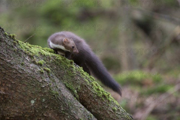 Small, nimble and manoeuvrable... Stone marten (Martes foina), also called house marten, in the natural environment of a forest, makes a U-turn at a tree while hunting, native nature, North Rhine-Westphalia, Germany, Western Europe