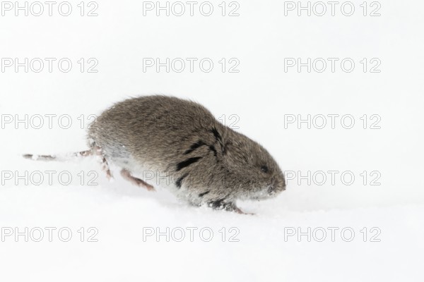 Rocky Mountains vole (Microtus montanus) in winter, rare encounter, running through the snow, photographed almost at eye level, wildlife, Grand Teton National Park, USA, Yellowstone, Wyoming, North America, United States of America