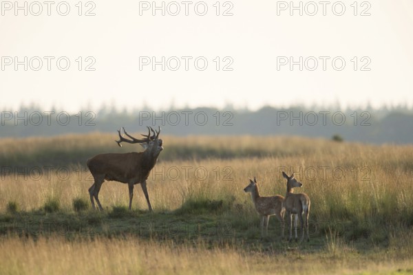 A stag, a red deer, a young animal... Red deer (Cervus elaphus) during the rutting season in late summer in a wide grassy steppe, Veluwe, Gelderland, Netherlands, Holland, Western Europe