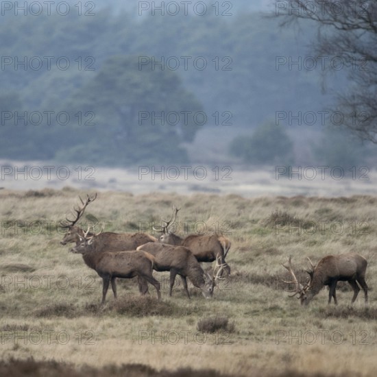 In peace together... Red deer (Cervus elaphus), red deer herd, male red deer graze together in an open area outside the rutting season, no rivalry, Veluwe, Netherlands, Holland, Western Europe