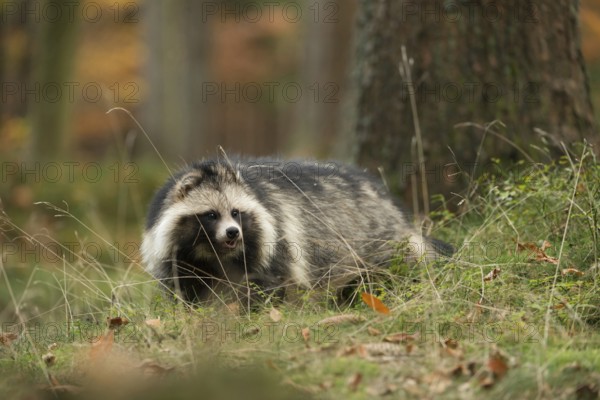 At the edge of the forest... Raccoon dog (Nyctereutes procyonoides), invasive, shy species in Europe, original home East Asia, Germany, Western Europe