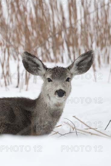 Sail ears... Mule deer (Odocoileus hemionus), a common deer in western North America, conspicuous and characteristic are the large protruding ears, looks funny, series of funny animals, Yellowstone, Wyoming, North America, United States of America