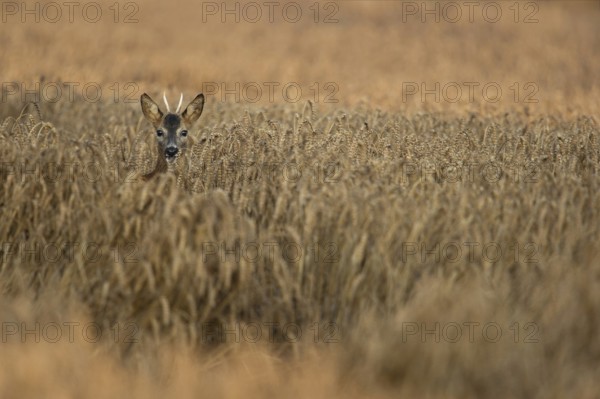 At the grazing... Roe deer (Capreolus capreolus), young roebuck standing in golden ripe grain, eating, looking into the camera, wildlife, Lower Rhine, Rhine district Neuss, North Rhine-Westphalia, Germany, Western Europe