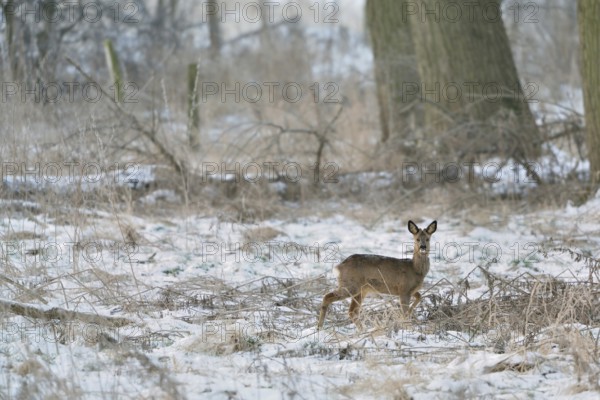 In the quarry forest... Roe deer (Capreolus capreolus), roebuck with shed antlers in winter in the snow in the natural environment of the Rhine floodplains, Lower Rhine, Rhine district of Neuss, North Rhine-Westphalia, Germany, Western Europe