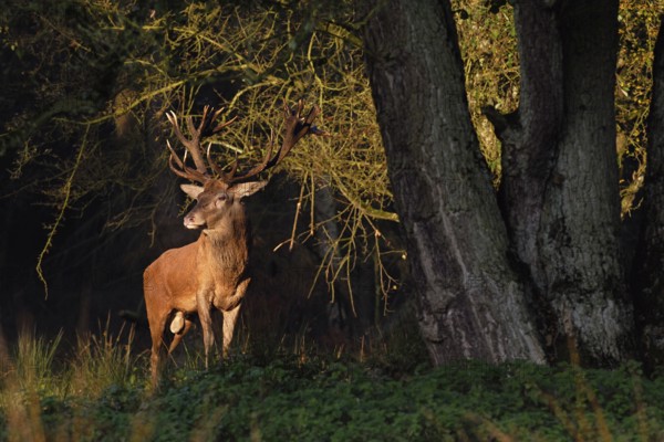 In the first light... Red deer (Cervus elaphus), noble stag stands at the edge of the forest in the first light of day, looks around in front of leaving the protective forest, light spot directs the view to the majestic animal, North Rhine-Westphalia, Germany, Western Europe