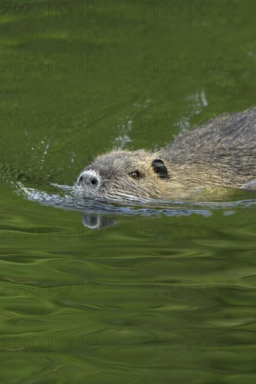 Good swimmers... Nutria (Myocastor coypus) swimming through a body of water, robust, invasive, undesirable animal species in Europe, neozoon, Lower Rhine, Rhine district of Neuss, North Rhine-Westphalia, Germany, Western Europe