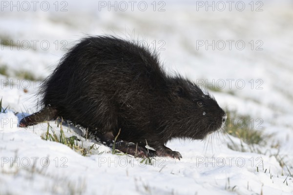 Tough times... Nutria (Myocastor coypus) with frozen tail in the snow, North Rhine-Westphalia, Germany, Western Europe