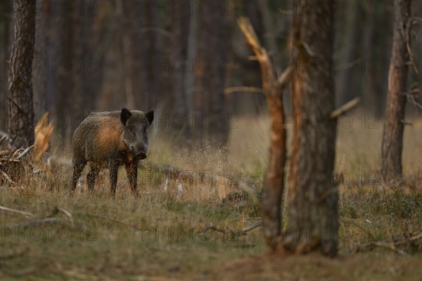 Careful... Wild boar (Sus scrofa), wild boar in summer, short-haired summer coat, summer rind standing surprised in the undergrowth of an open forest in the last warm light of day, Lower Rhine, North Rhine-Westphalia, Germany, Western Europe