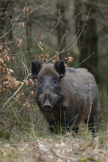 Encounter in the undergrowth... Wild boar (Sus scrofa), sow, wild boar, wild boar at the edge of the forest, looking attentively, direct eye contact, Sauerland, North Rhine-Westphalia, Germany, Western Europe