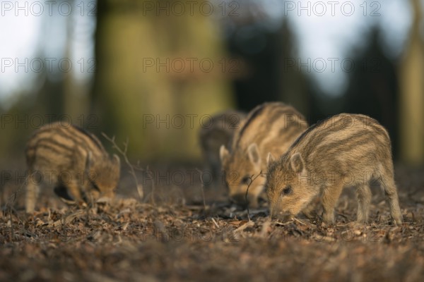 Always hungry... Wild boar (Sus scrofa), wild boar, wild boar, wild boar piglets, piglets, piglets looking for food, North Rhine-Westphalia, Germany, Western Europe