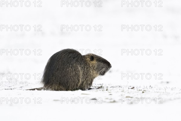 In the snow... Nutria (Myocastor coypus) in a meadow on the Lower Rhine, naturalised, invasive animal species, neozoon, Bislicher Insel, Wesel district, Lower Rhine, North Rhine-Westphalia, Germany, Western Europe
