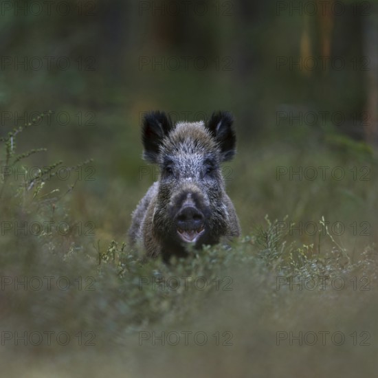 Surprising encounter... Wild boar (Sus scrofa) in the forest, standing in the thicket, in the undergrowth, looking directly into the camera, frontal shot, funny animal pictures, almost looks as if it is laughing, in fact it is about to eat, North Rhine-Westphalia, Germany, Western Europe, wildlife