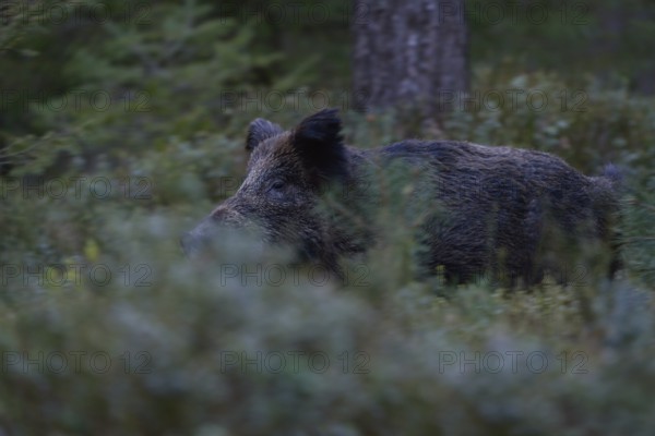 Elemental force... Wild boar (Sus scrofa), wild sow, wild boar breaks, runs through dense undergrowth late in the evening at dusk, North Rhine-Westphalia, Germany, Western Europe, wildlife